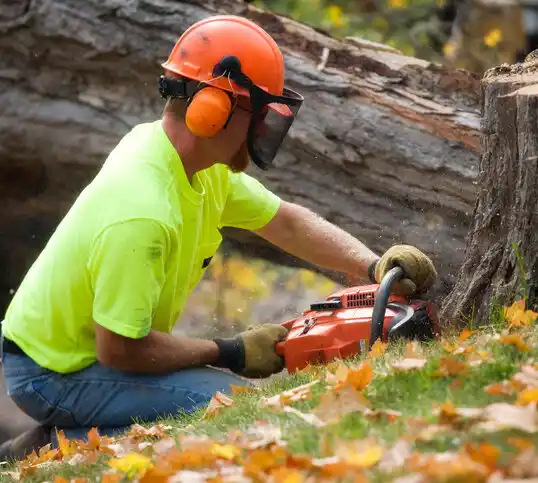 tree services Windom